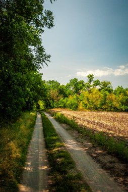 Toprak yol yaz ormanında