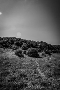 Bulutlu gökyüzünün altında bir tarlanın ve otların gri tonda görüntüsü.