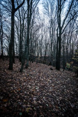 Ağaçlı karanlık sonbahar ormanı