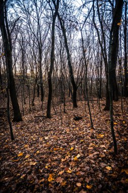 Ağaçlar ve yapraklarla dolu sonbahar manzarası