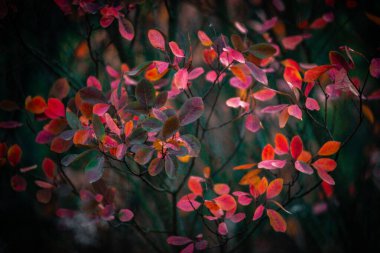 Sonbahar yaprakları, sonbahar bitkileri