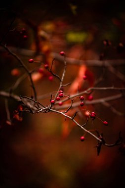 Sonbahar yaprakları, sonbahar bitkileri