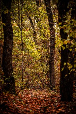 Sonbahar ormanı sabahları