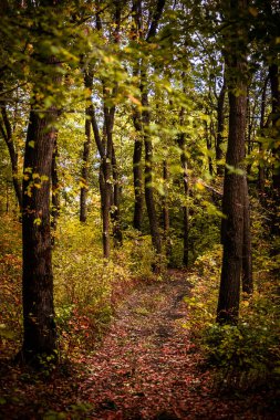 Sonbahar ormanı sabahları.