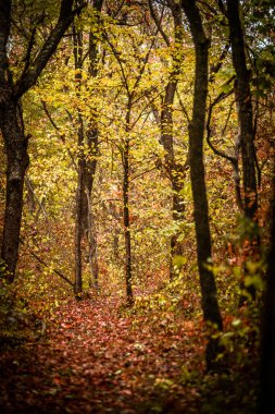 Renkli yaprakları olan sonbahar ormanı