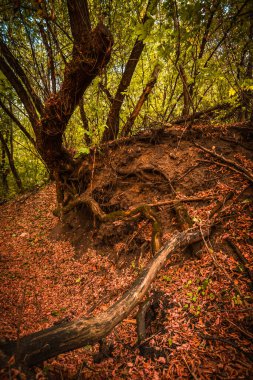 Ormandaki yaşlı meşe ağacı