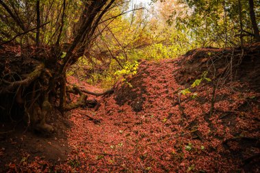 Ağaçlarla çevrili eski tahta bir köprünün güzel bir görüntüsü.