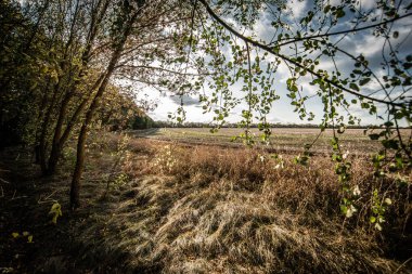 Sonbahar manzarası. Parktaki sonbahar ormanı. Sonbaharda sonbahar ağaçları.