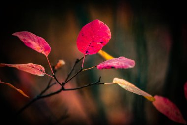 Sonbahar yaprakları, sonbahar bitkileri