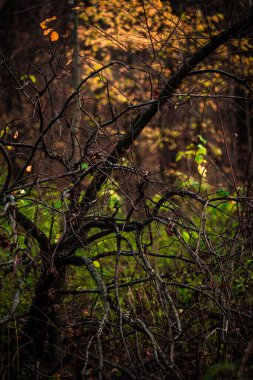 Dağlarda güzel bir sonbahar ormanı