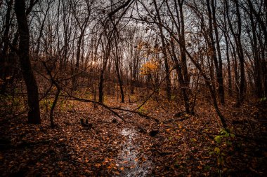 Ağaçlar ve yapraklarla dolu güzel bir sonbahar ormanı