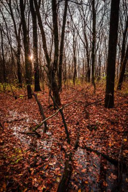Ormandaki bir ağacın dikey görüntüsü.