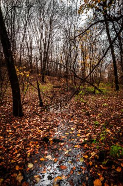 Ağaçlar ve yapraklarla dolu eski bir parkta sonbahar.