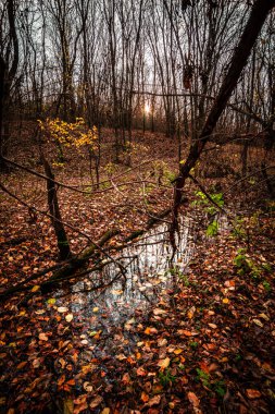 Ağaçları, yaprakları ve yaprakları olan güzel bir sonbahar ormanı