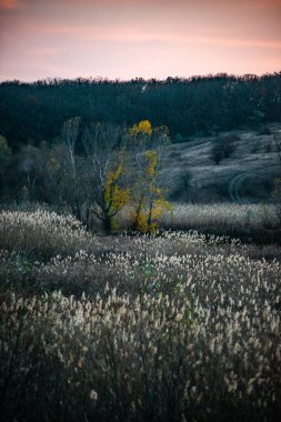Ağaçlı güzel sonbahar manzarası