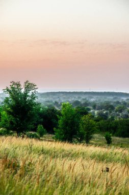 Çimlerin ve arka plandaki ağaçların güzel manzarası.