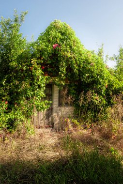Ağacı olan terk edilmiş eski bir ev.