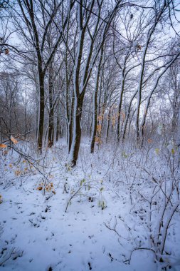 Karla kaplı ağaçlarla kaplı güzel kış manzarası