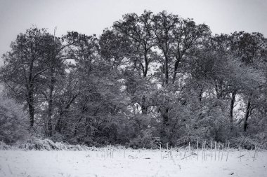 Karla kaplı ağaçlarla kaplı kış manzarası