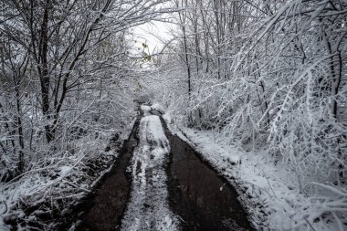 Güzel karlı bir manzara. Kış ormanında bir nehir var.