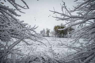 Karla kaplı ağaçlarla kaplı bir kış manzarası..