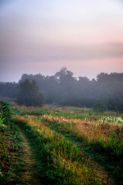 Çayırda sisli bir sabah