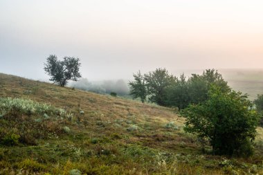 Ağaçların ve sislerin olduğu sisli bir sabah manzarası.