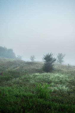 Gün doğumunda çayırda sis var.
