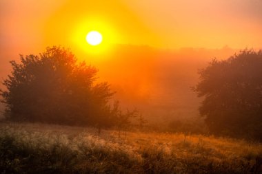 Ormanda sabah gün doğumu, sabah güneş ışığı, sabah sisi. Sabah güneşi parıldadığında,