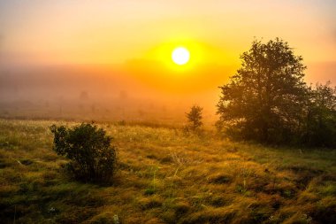 Sabah sisi ağaçlı bir tarlanın üzerinde
