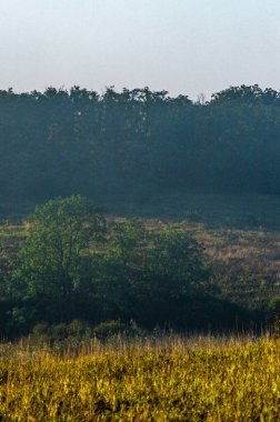Ormanda güzel bir gün batımı