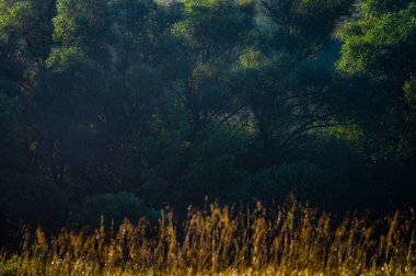 Arka planda ağaçlar ve bitkiler olan güzel bir manzaranın dikey çekimi