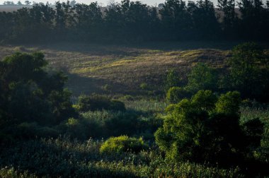 Güzel bir tarla manzarası ve arka planda ağaçlar.