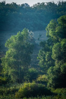 Ormanda yeşil ağaçlar