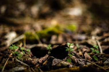 Ormanda yosun yetişiyor.