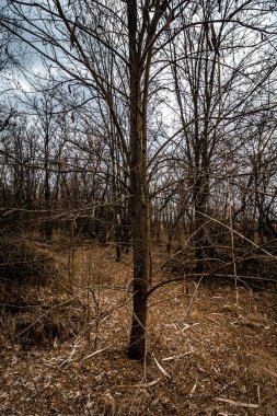 Ormandaki ağaç dalları