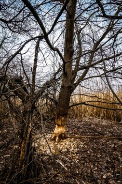 Ormandaki ölü ağaç.