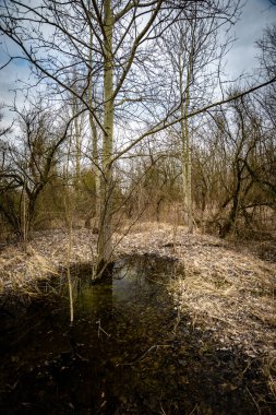 Ağaçları ve sudaki yansımaları olan güzel bir manzara.