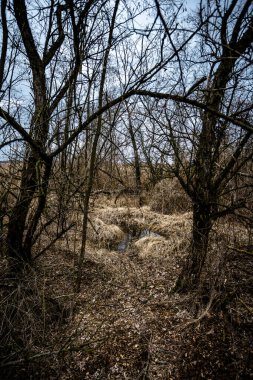Ağaçlarla çevrili küçük bir göletin dikey görüntüsü.