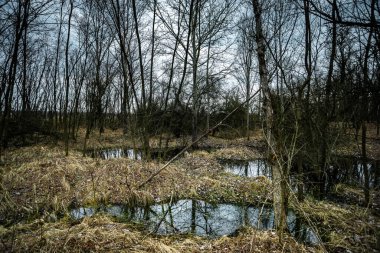 Polonya 'da bahar manzarası