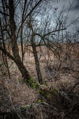 Ormandaki kuru zeminin dikey görüntüsü.