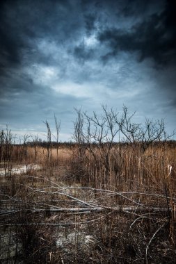 Bulutlu bir günde kuru ölü bir ağacın dikey görüntüsü.