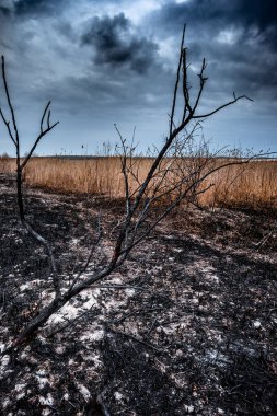 Kuru bir tarlada kuru bir ot ve bir ağaç.