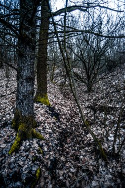 Yosun kaplı ormanı olan bir ağacın dikey görüntüsü.