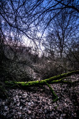 Gündüz vakti ağaçlarla kaplı güzel bir manzara.