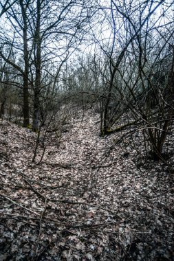 Ağaçlar ve bitkilerle dolu bir ormanın güzel bir görüntüsü.