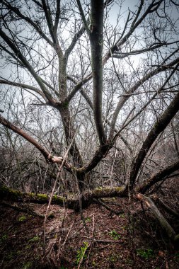 Ormandaki yaşlı ağaç.