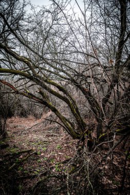 Ormanda terk edilmiş eski bir ağaç.