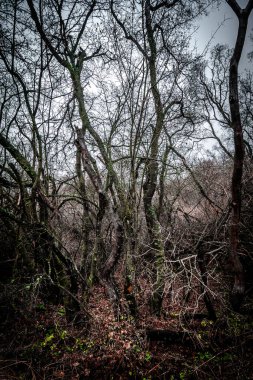 Ağaç dalları ve kökleri olan karanlık ve kasvetli bir orman..