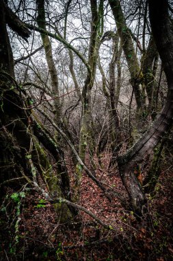 Ormandaki yaşlı ağaç